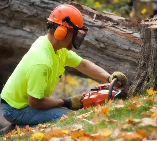 tree services Orrville